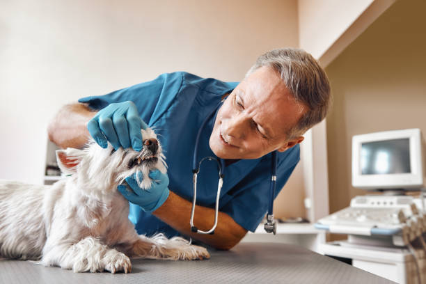 Best Emergency Tooth Extraction in Walce, LA